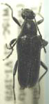 Anoplodera (Anoploderomorpha) pubera