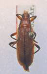 Choriolaus sabinoensis