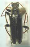 Cortodera nitidipennis