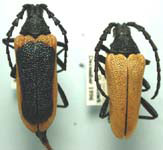 Desmocerus aureipennis aureipennis