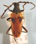 Desmocerus californicus dimorphus