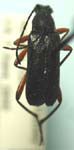 Grammoptera (Grammoptera) rhodopus