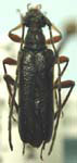 Idiopidonia pedalis