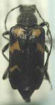 Judolia gaurotoides gaurotoides