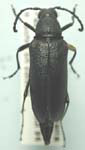 Pygoleptura brevicornis