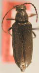Pygoleptura nigrella oregonensis