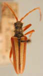 Stenocorus (Stenocorus) trivittatus