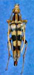 Strangalia luteicornis