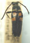 Typocerus lunulatus lunulatus
