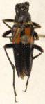Typocerus lunulatus texanus