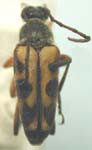 Typocerus octonotatus