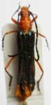 Hephaestion nigricornis