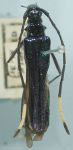 Hephaestion violaceipennis