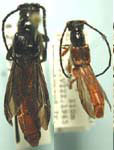  Necydalis (Necydalis) cavipennis
