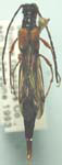  Necydalis (Necydalis) cavipennis