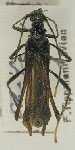 Stenorhopalus gracilipes