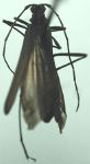 Stenorhopalus gracilis