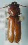 Acutandra araucana