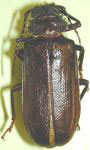  Aplagiognathus spinosus
