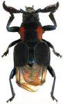  Chariea longispina