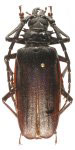  Derobrachus granulatus