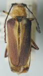  Myzomorphus scutellatus