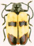  Nicias alurnoides