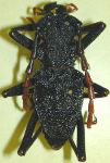  Prionacalus cacicus