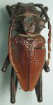  Prionacalus iphis