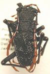  Prionacalus woytkowskii