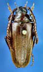 Prionus (Neopolyarthron) debilis