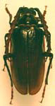  Prionus (Prionus) lecontei