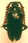 Prionus (Homaesthesis) spinipennis