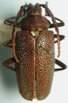  Scatopyrodes longiceps