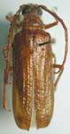 Tragosoma chiricahuae