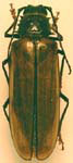Trichocnemis pauper