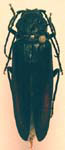 Arhopalus asperatus