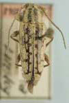  Atimia mexicana