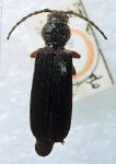  Tetropium opacipenne