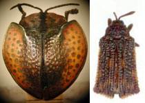 CASSIDINAE