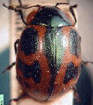  CHRYSOMELINAE