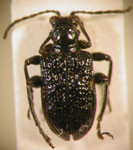  CRIOCERINAE