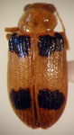 EUMOLPINAE