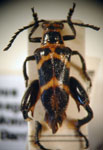 MEGALOPODINAE