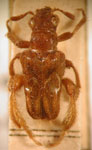 MEGALOPODINAE