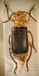 MEGALOPODINAE