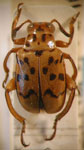 MEGALOPODINAE