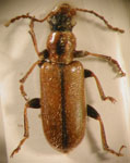 ORSODACNIDAE