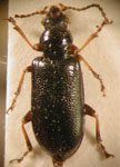 ORSODACNIDAE