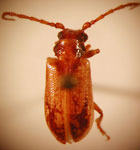  SPILOPYRINAE